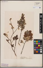 Foto von Salix aurita L.